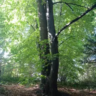 Se petit galet c'est caché dans les feuilles pour écouter les bruits de la nature