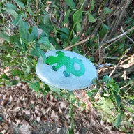 salamandre dans les herbes
