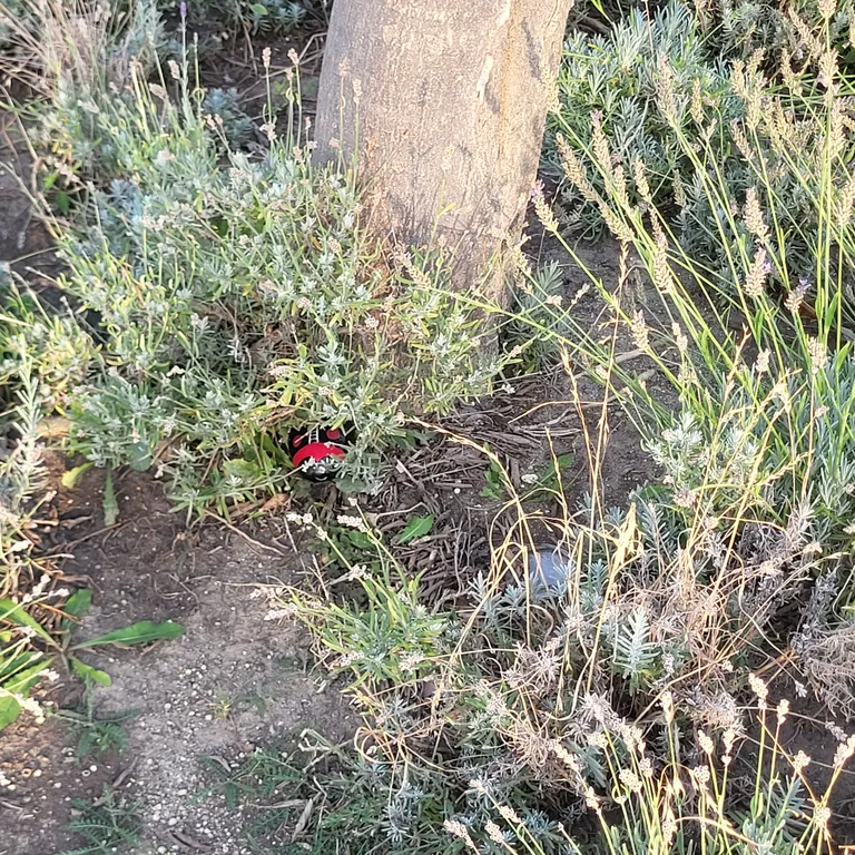 Painted rock