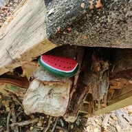 Teddy Bear we hid your rock for you 🤩