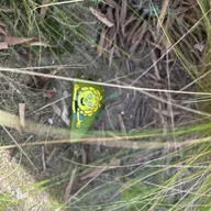 Bonjour, 

je suis au pied d'un arbre entouré de cheveux d'anges. 

cherche moi bien