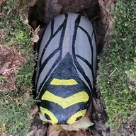 l'abeille s'est caché dans un arbre elle regarde les gens passer devant elle et les petits-enfants courir